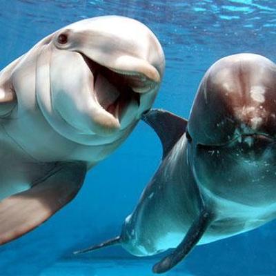 Wale oder Delfine