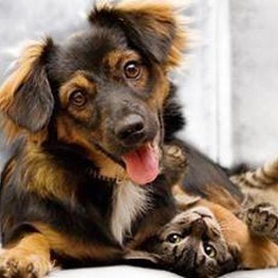 Welches ist das bessere Haustier: Hund oder Katze?