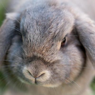 Gibt es einen Unterschied zwischen Hase und Kaninchen?