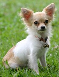 Aus welchem Land stammt ursprünglich der Chihuahua?
