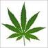 Sollte Cannabis legalisiert werden?