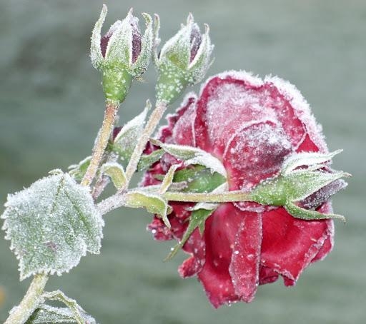 Frostschäden - sind euch auch Pflanzen im Garten erfroren oder vertrocknet?