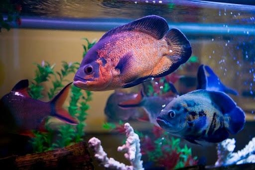 Wie viele Fische würdet ihr in ein 54l Aquarium tun?