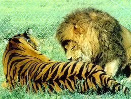 Wer ist stärker? Tiger oder Löwe?
