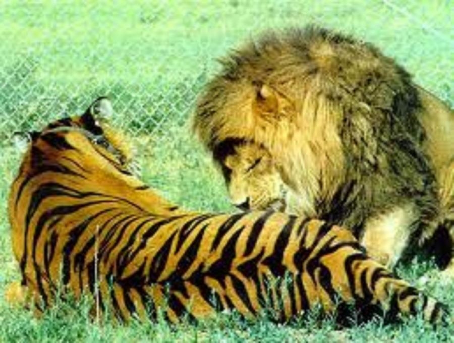 Wer würde gewinnen ? Löwe oder Bengalischer Tiger?