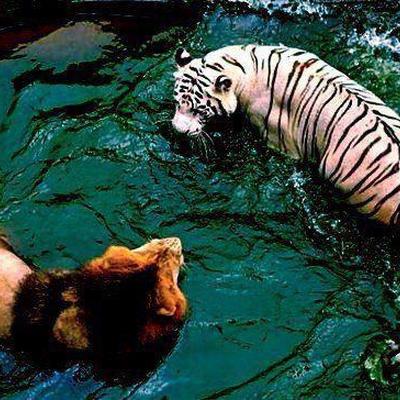 Wer ist stärker Tiger oder Löwe?
