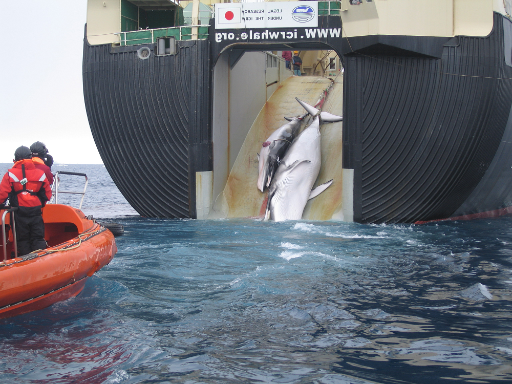 Sollte Walfang bedingungslos geächtet werden?